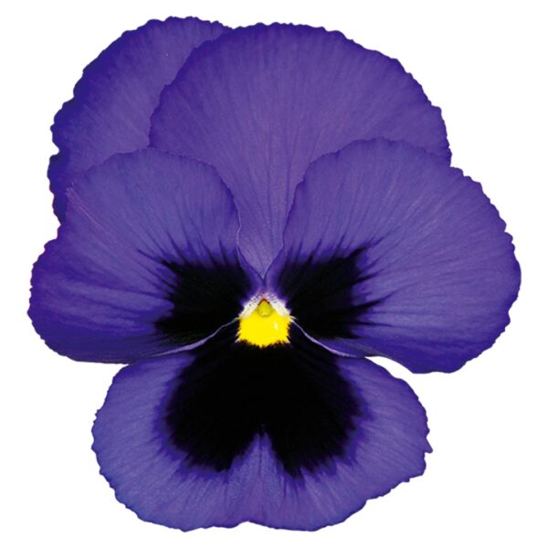 Viola wittrockiana F₁ Inspire® Plus Blue Blotch - Image 3