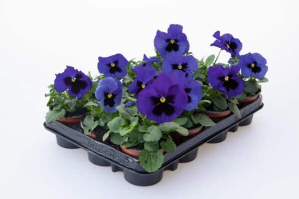 Viola wittrockiana F₁ Inspire® Plus Blue Blotch - Image 4