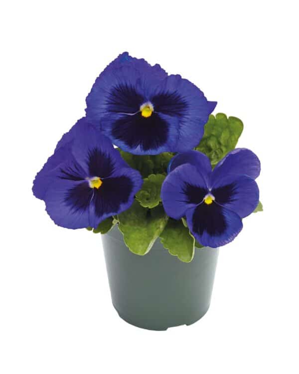 Viola wittrockiana F₁ Inspire® Plus Blue Blotch