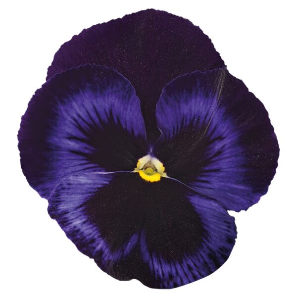 Viola wittrockiana F₁ Inspire® Plus Blue Velvet - Image 3