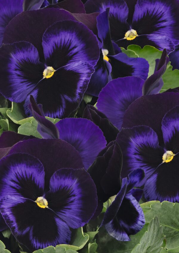 Viola wittrockiana F₁ Inspire® Plus Blue Velvet - Image 4