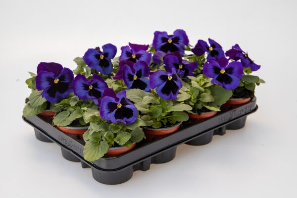 Viola wittrockiana F₁ Inspire® Plus Blue Velvet - Image 2