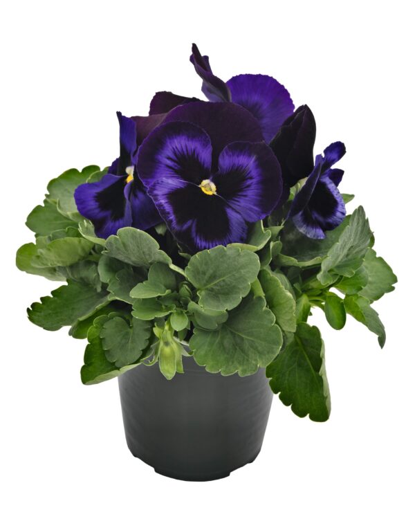 Viola wittrockiana F₁ Inspire® Plus Blue Velvet