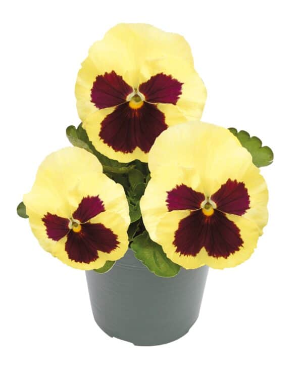 Viola wittrockiana F₁ Inspire® Plus Lemon Blotch