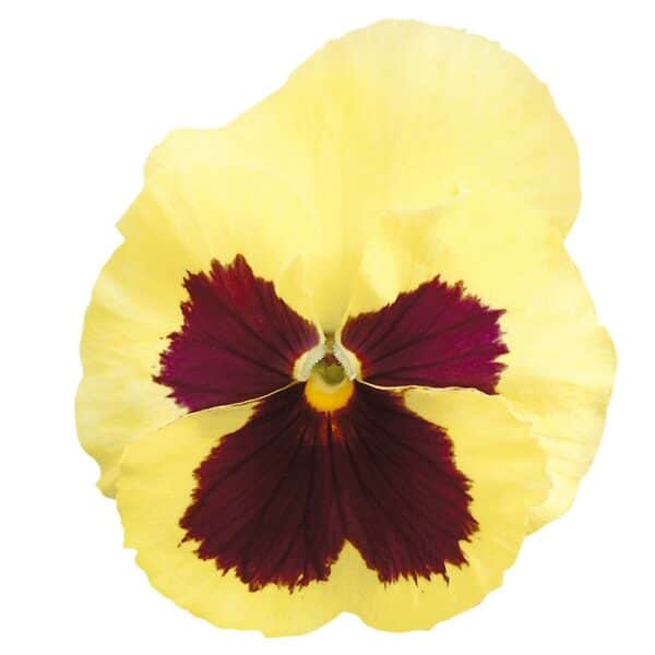 Viola wittrockiana F₁ Inspire® Plus Lemon Blotch - Image 3