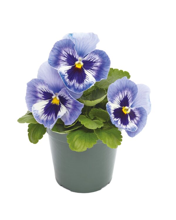 Viola wittrockiana F₁ Inspire® Plus Marina