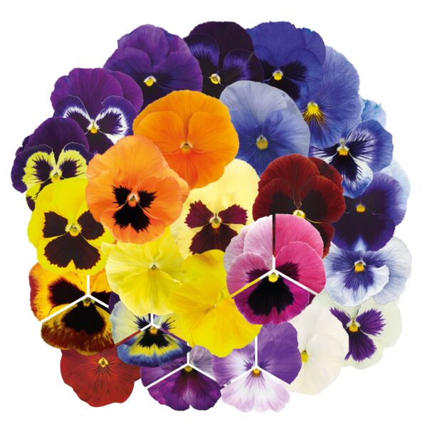 Viola wittrockiana F₁ Inspire® Plus Maxi mixture - Image 3