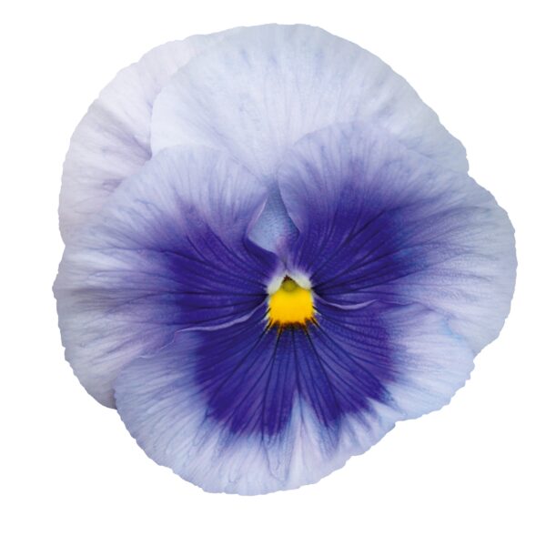 Viola wittrockiana F₁ Inspire® Plus Metallic Blue Blotch - Image 3