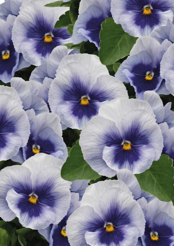 Viola wittrockiana F₁ Inspire® Plus Metallic Blue Blotch - Image 2