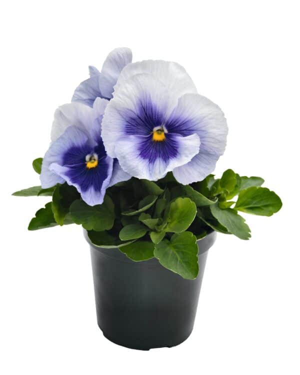 Viola wittrockiana F₁ Inspire® Plus Metallic Blue Blotch