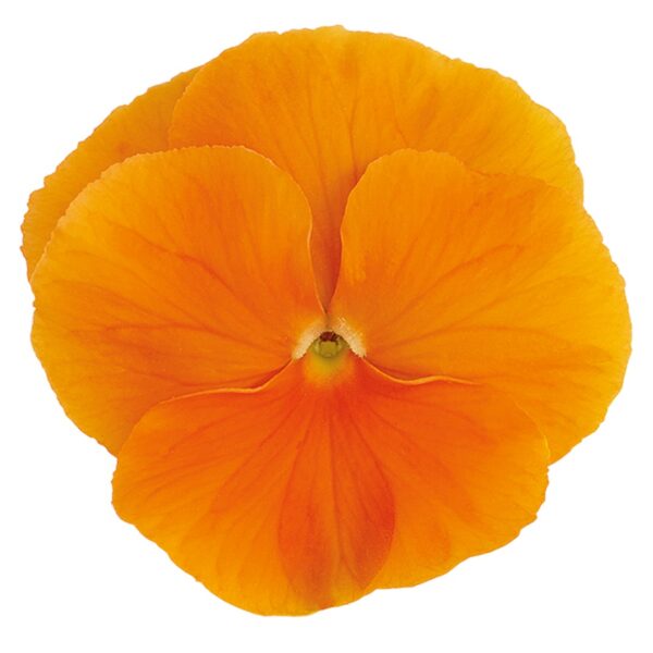 Viola wittrockiana F₁ Inspire® Plus Orange - Image 3