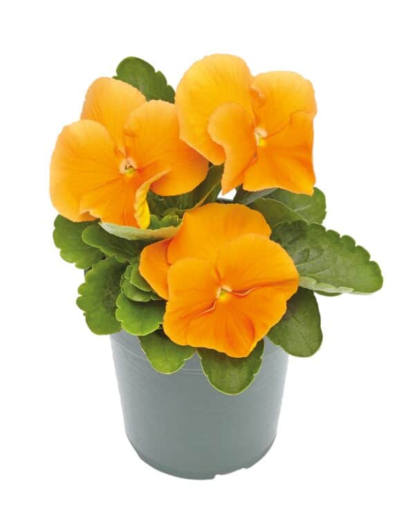 Viola wittrockiana F₁ Inspire® Plus Orange