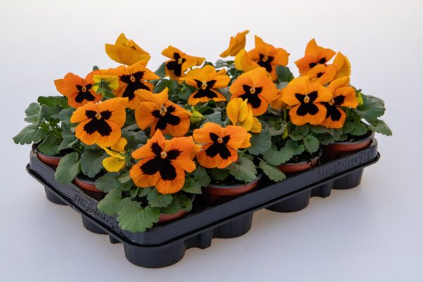 Viola wittrockiana F₁ Inspire® Plus Orange Blotch - Image 2