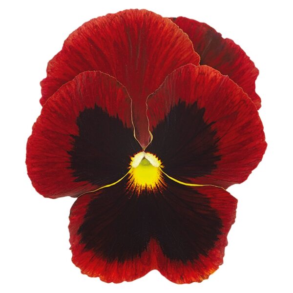 Viola wittrockiana F₁ Inspire® Plus Red Blotch - Image 3