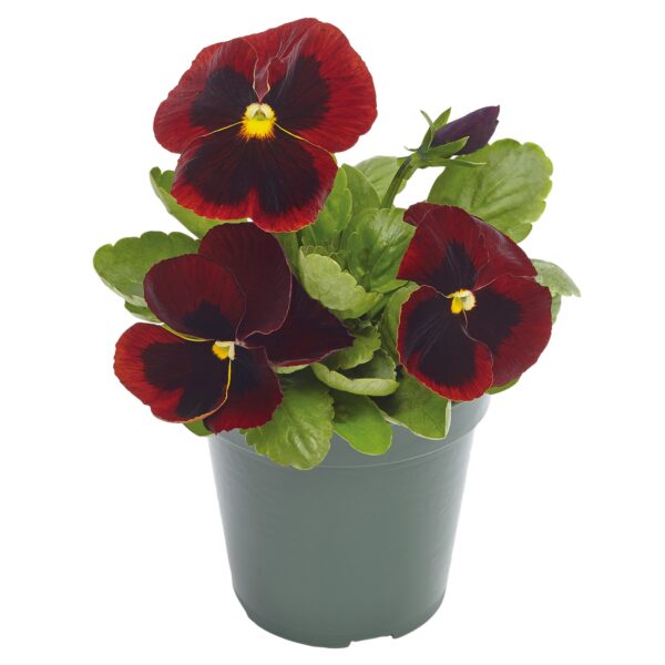 Viola wittrockiana F₁ Inspire® Plus Red Blotch