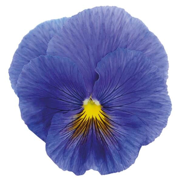 Viola wittrockiana F₁ Inspire® Plus True Blue - Image 3