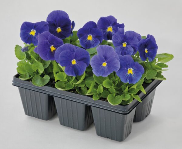 Viola wittrockiana F₁ Inspire® Plus True Blue - Image 2