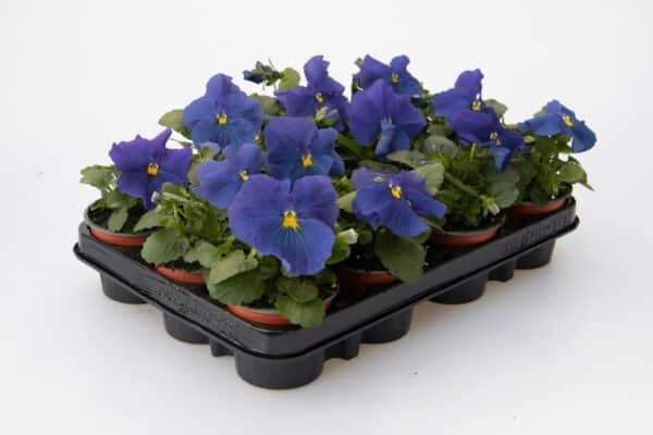 Viola wittrockiana F₁ Inspire® Plus True Blue - Image 4