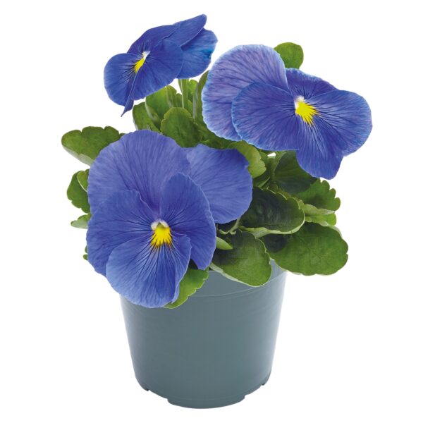 Viola wittrockiana F₁ Inspire® Plus True Blue