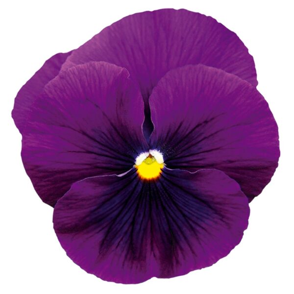 Viola wittrockiana F₁ Inspire® Plus Violet - Image 2