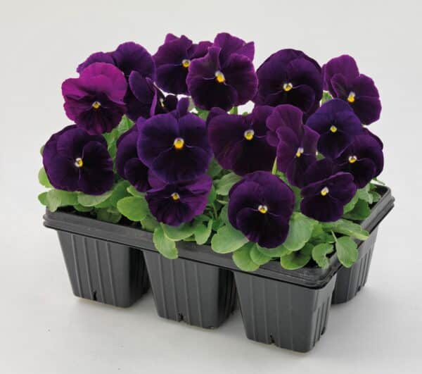 Viola wittrockiana F₁ Inspire® Plus Violet