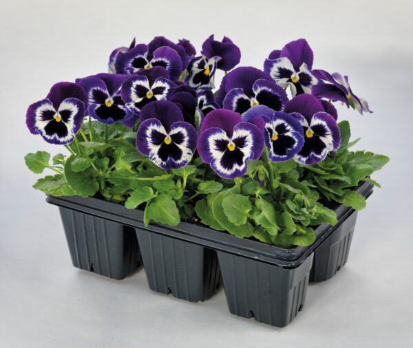 Viola wittrockiana F₁ Inspire® Plus Violet Face - Image 2