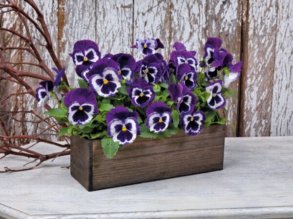 Viola wittrockiana F₁ Inspire® Plus Violet Face - Image 4