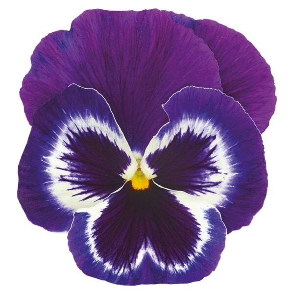 Viola wittrockiana F₁ Inspire® Plus Violet Face - Image 3