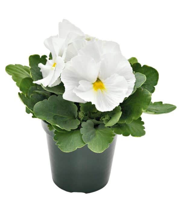 Viola wittrockiana F₁ Inspire® Plus White