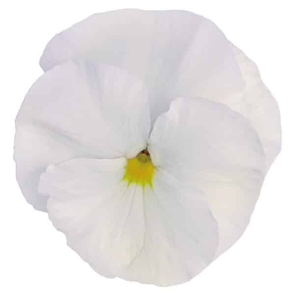 Viola wittrockiana F₁ Inspire® Plus White - Image 2