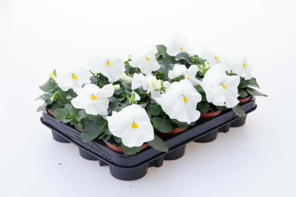 Viola wittrockiana F₁ Inspire® Plus White - Image 3