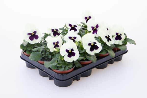 Viola wittrockiana F₁ Inspire® Plus White Blotch - Image 2