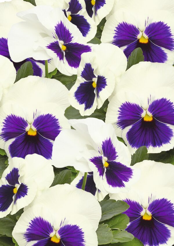 Viola wittrockiana F₁ Inspire® Plus White Blotch - Image 4