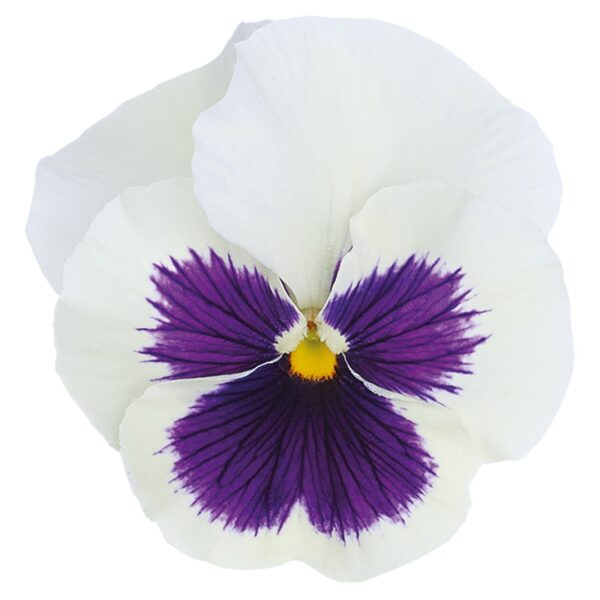 Viola wittrockiana F₁ Inspire® Plus White Blotch - Image 3