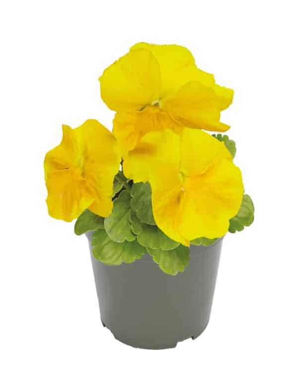 Viola wittrockiana F₁ Inspire® Plus Yellow