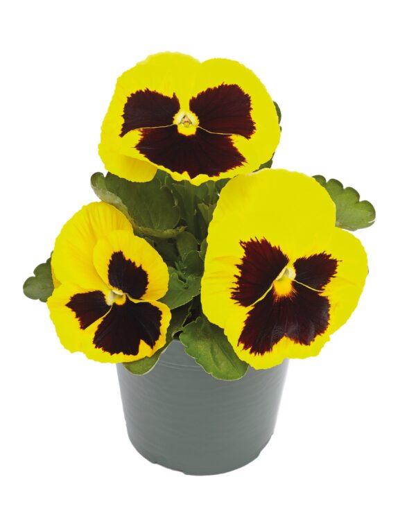 Viola wittrockiana F₁ Inspire® Plus Yellow Blotch