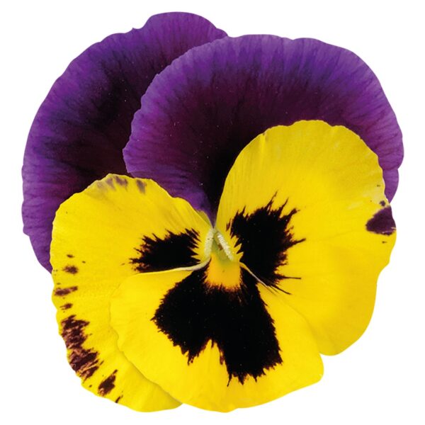 Viola wittrockiana F₁ Inspire® Plus Yellow Purple Wing - Image 3