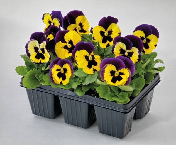 Viola wittrockiana F₁ Inspire® Plus Yellow Purple Wing - Image 4