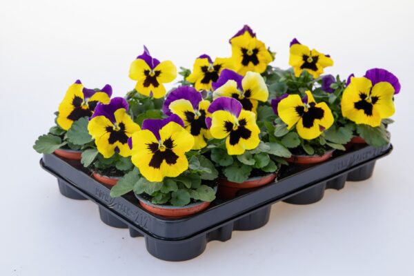 Viola wittrockiana F₁ Inspire® Plus Yellow Purple Wing - Image 2