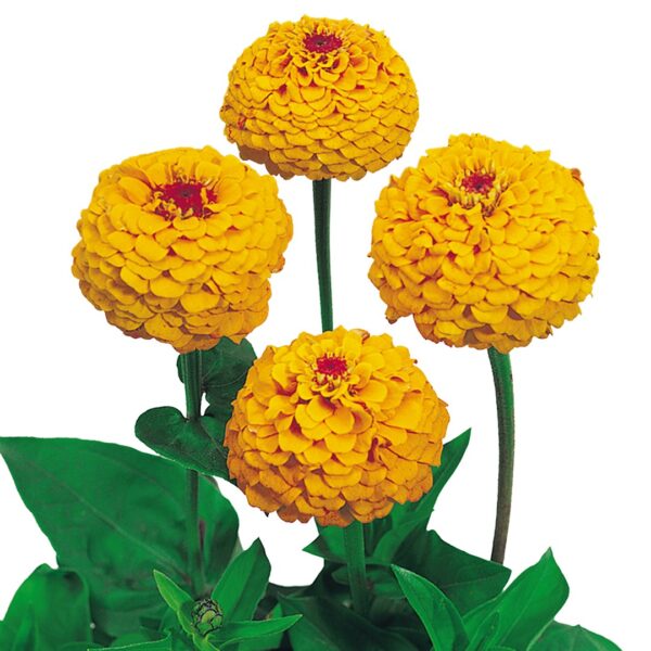 Zinnia elegans Oklahoma Golden Yellow