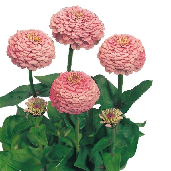 Zinnia elegans Oklahoma Pink