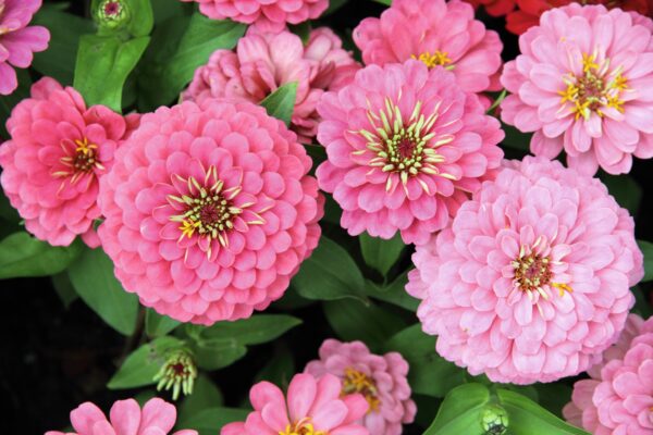 Zinnia elegans Oklahoma Pink - Image 3