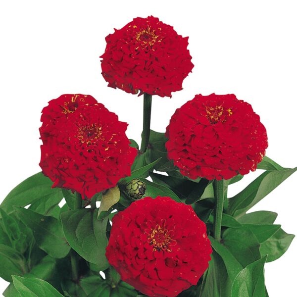 Zinnia elegans Oklahoma Scarlet