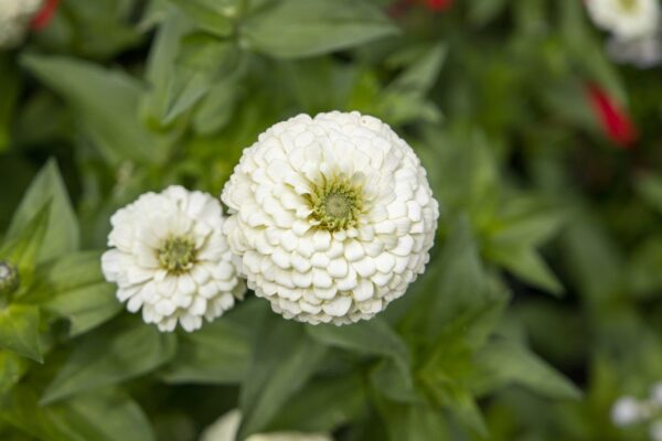 Zinnia elegans Oklahoma White - Image 5