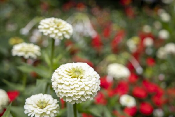 Zinnia elegans Oklahoma White - Image 4