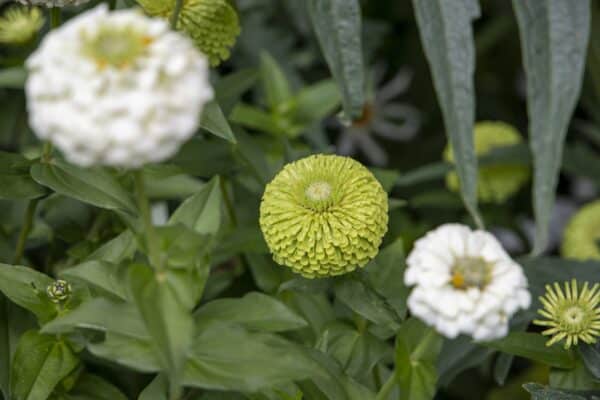 Zinnia elegans Oklahoma White - Image 3