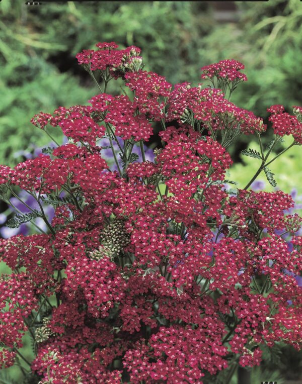 Achillea millefolium Cassis 1