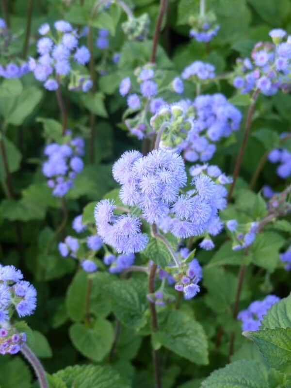 Ageratum houstonianum QIS Bouquet Blue 1 scaled