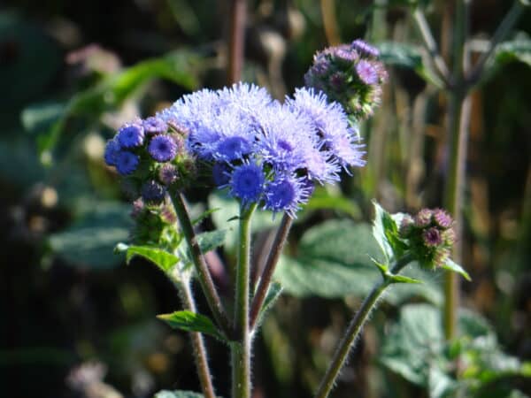 Ageratum houstonianum QIS Bouquet Blue scaled