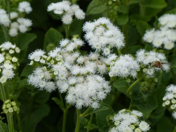 Ageratum houstonianum QIS Bouquet White 1 scaled